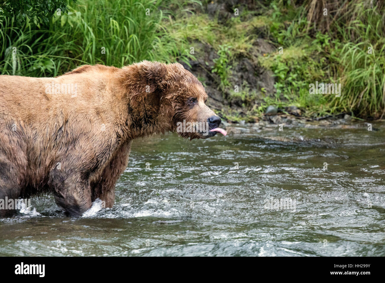 MyPuzzle 1000-Piece Jigsaw Puzzle - Katmai National Park Bears At Brooks Falls, Vintage Travel Poster, Made In USA