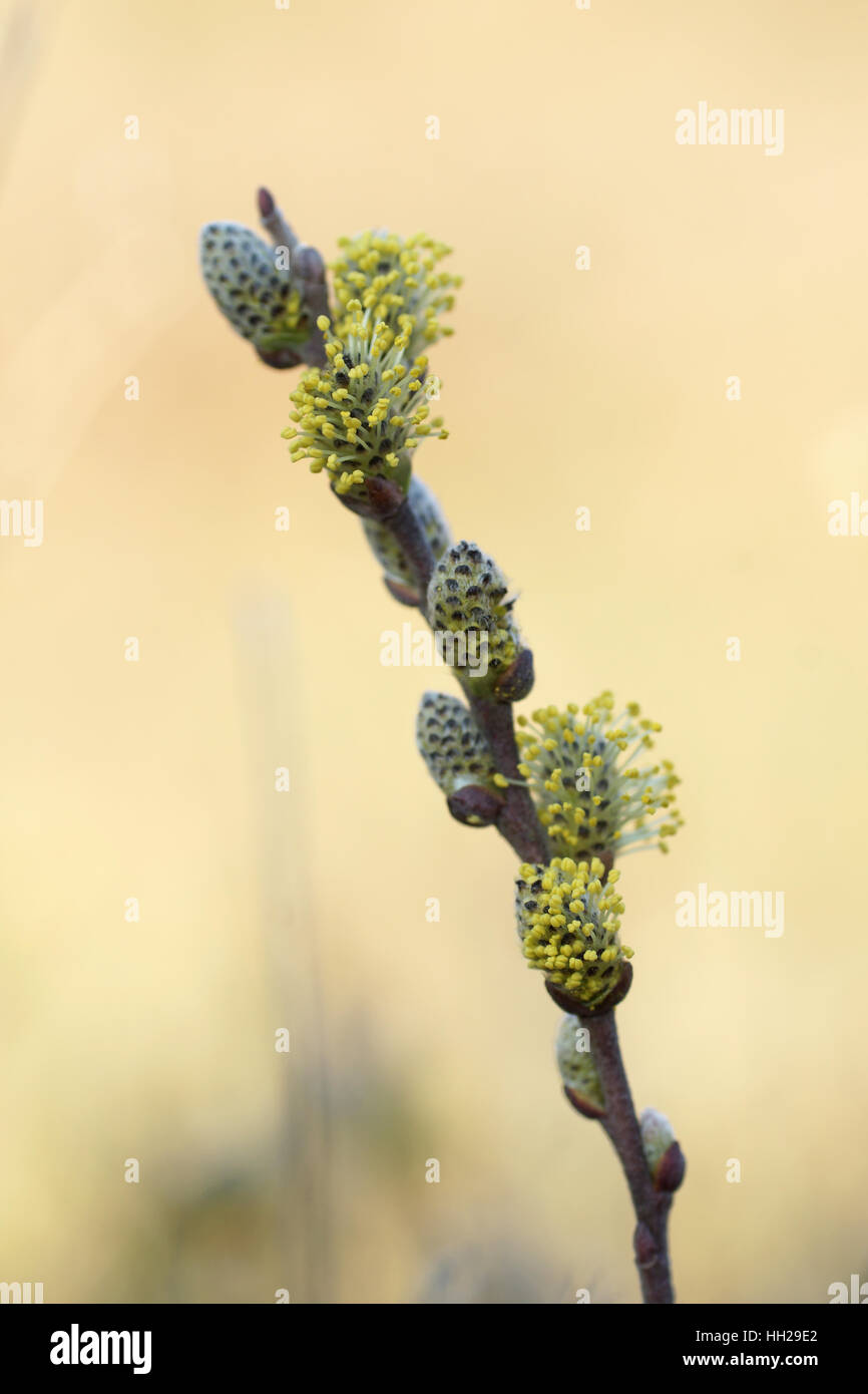 Creeping Willow (Salix repens) Stock Photo