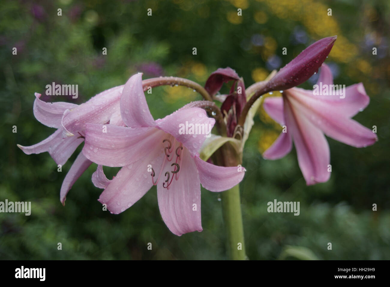 Crinum x powellii Stock Photo