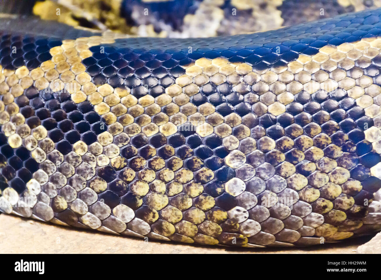 Photo of real boa snake python skin texture close up Stock Photo - Alamy