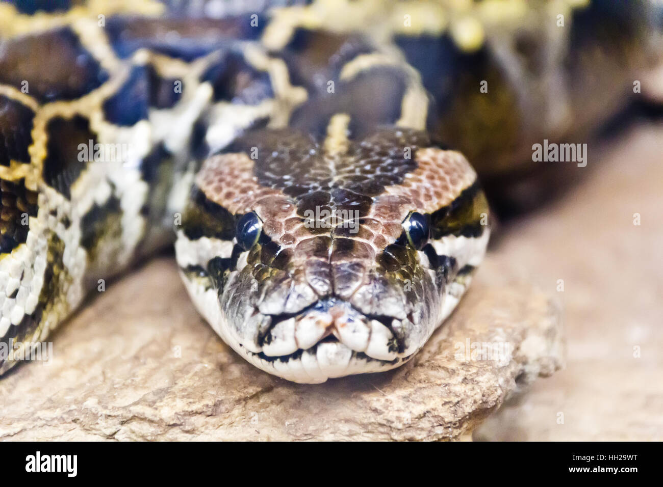 Photo of reticulated python head in full face Stock Photo - Alamy