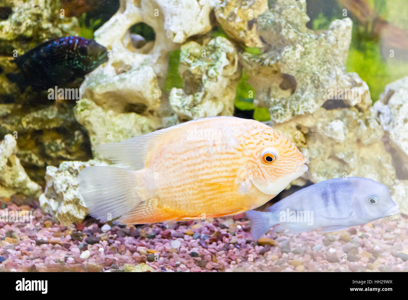 Photo of exotic fishes in zoo aquarium Stock Photo