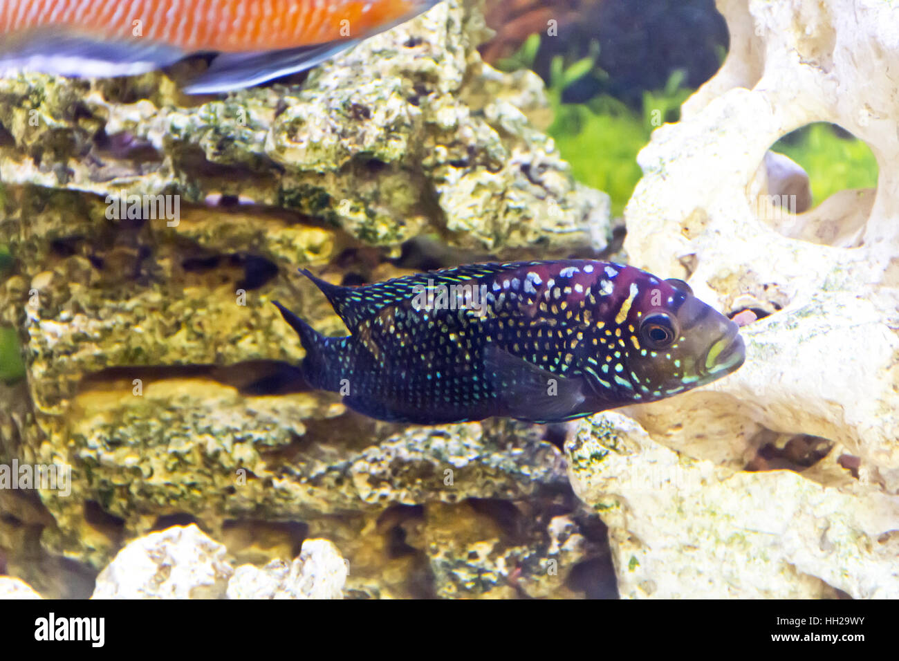 Photo of fish cichlasoma octofasciatum in aquarium Stock Photo