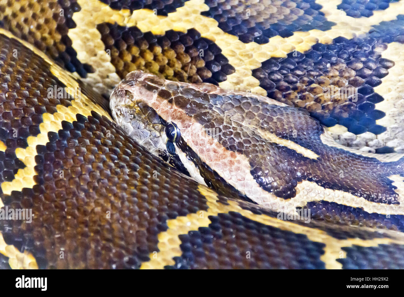 Photo of reticulated python head close up Stock Photo - Alamy