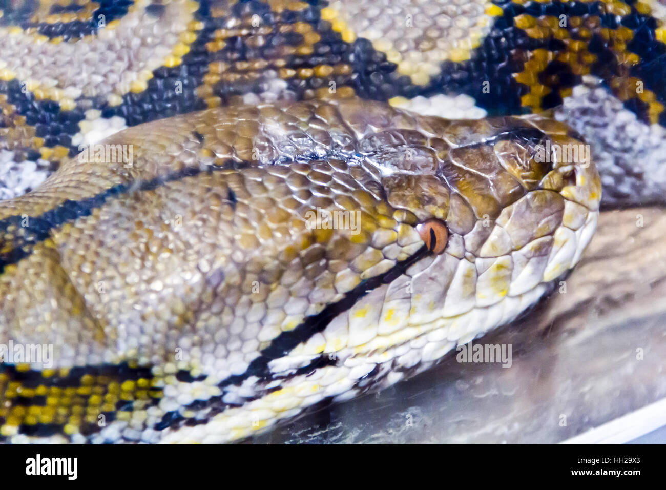 Photo of reticulated python head close up in zoo Stock Photo - Alamy
