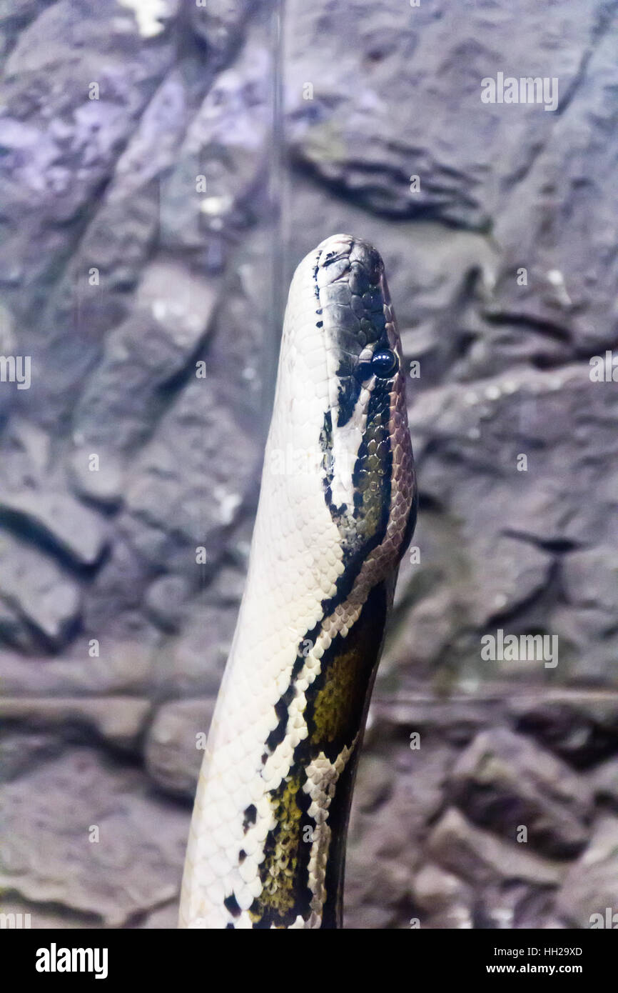 Vertical photo of python head on stone background Stock Photo - Alamy