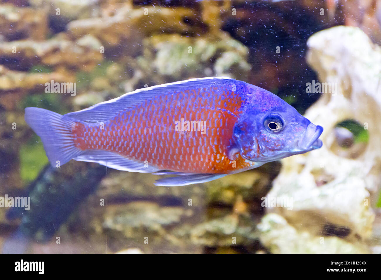 Photo of fish copadichromis kadango in aquarium Stock Photo