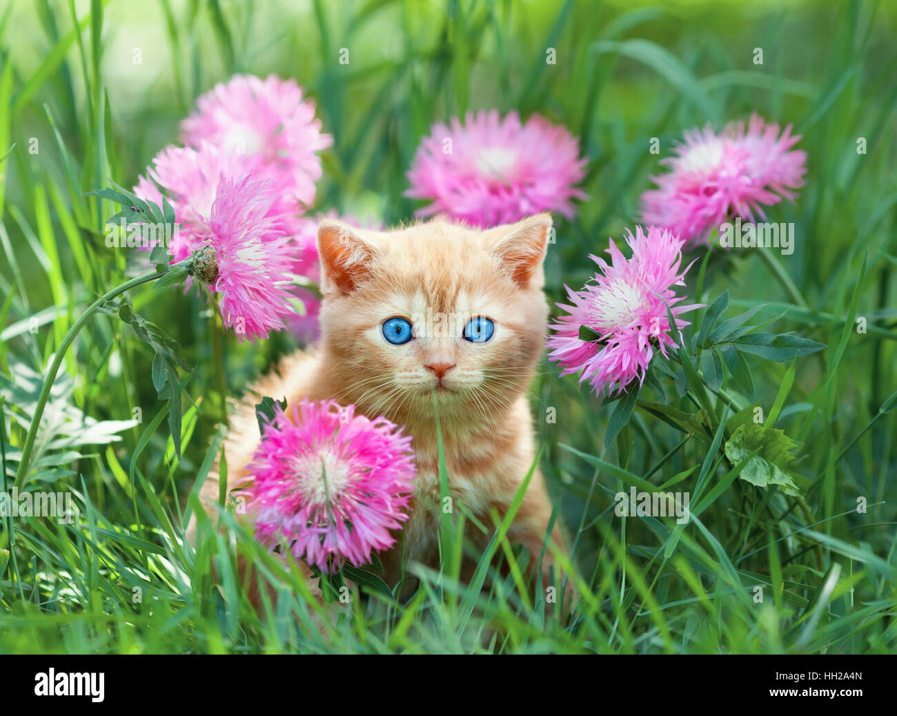 Cute red kitten sitting on the lawn among the flowers Stock Photo - Alamy