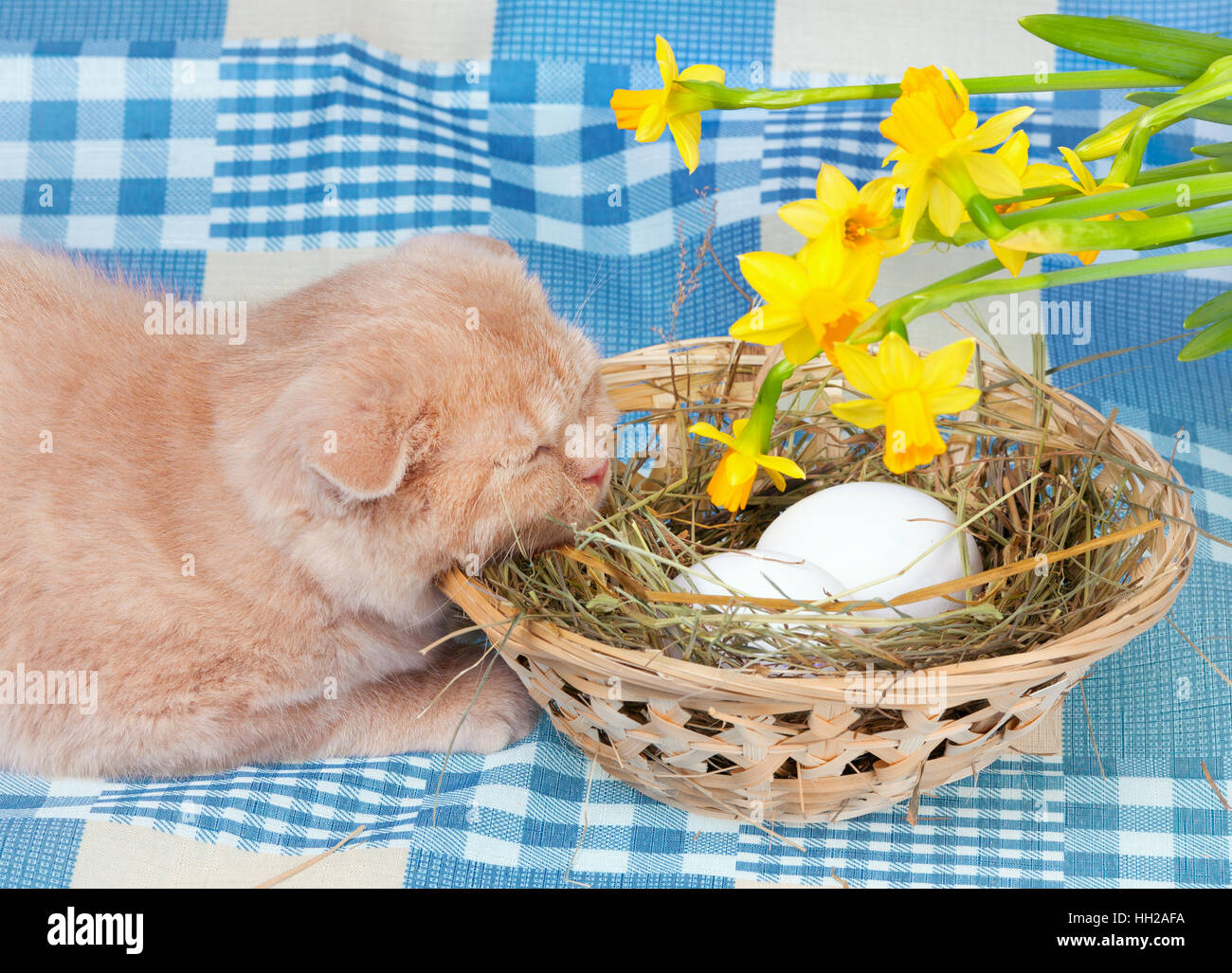 Little cream cat lying near basket with eggs Stock Photo Alamy