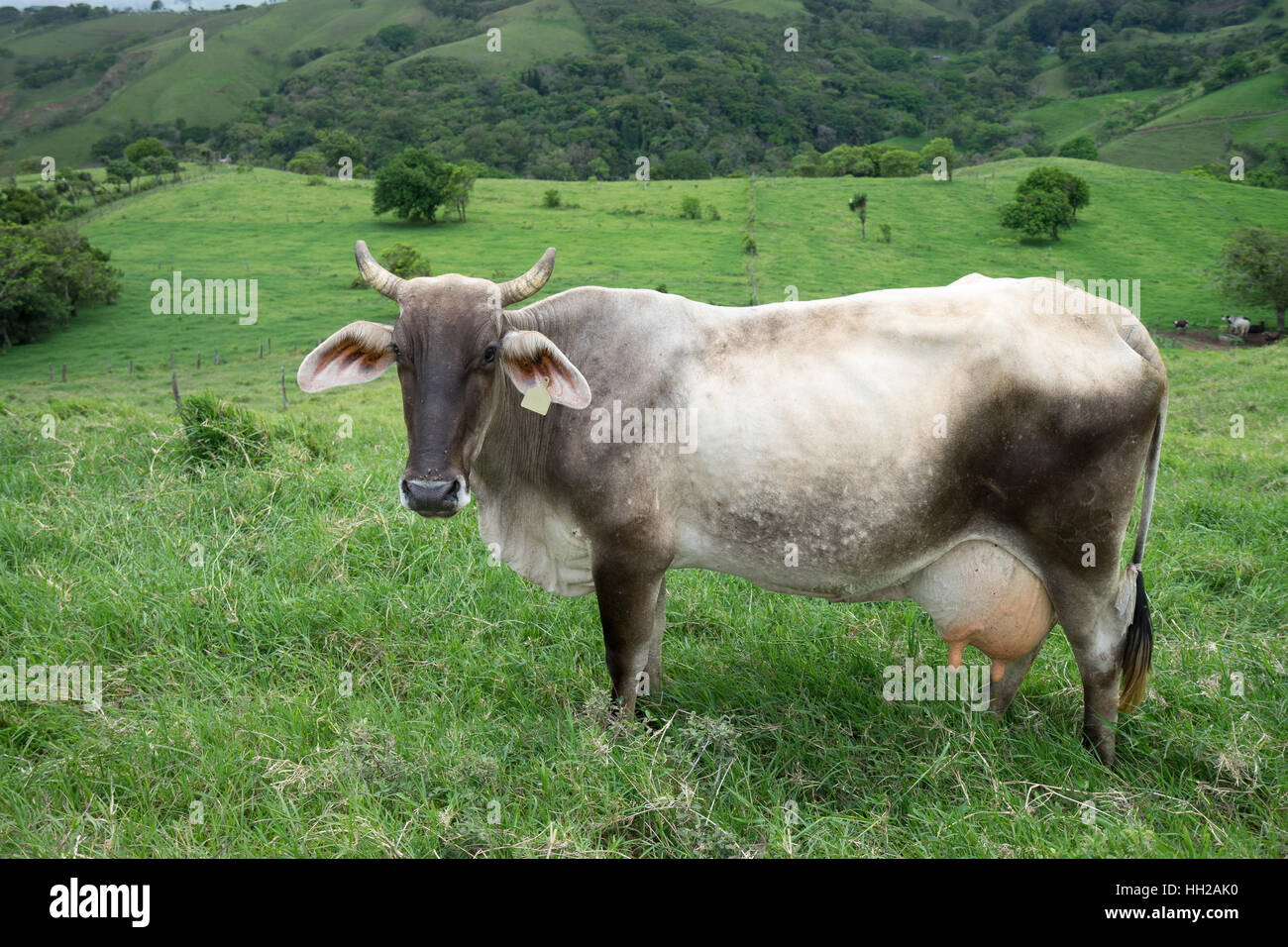 dairy cow in a pasture in Costa Rica Stock Photo