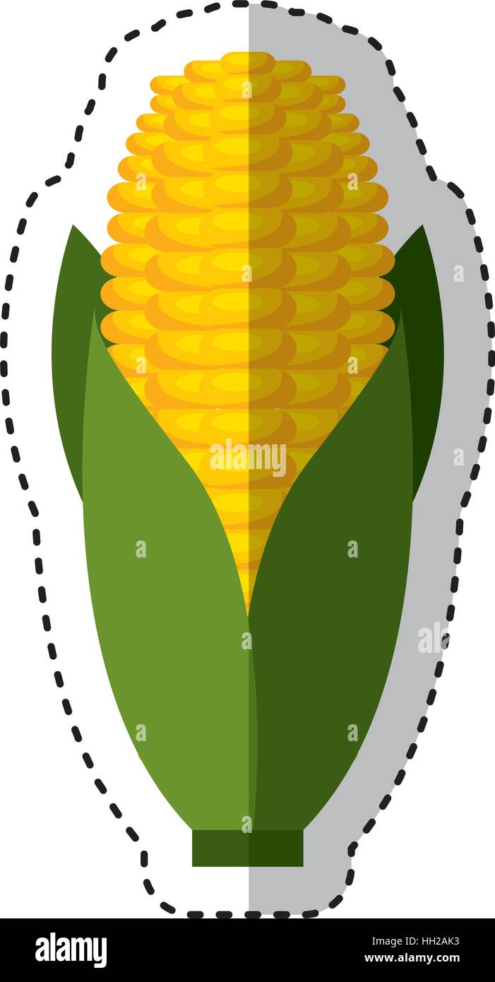 cob corn isolated icon vector illustration design Stock Vector Image ...