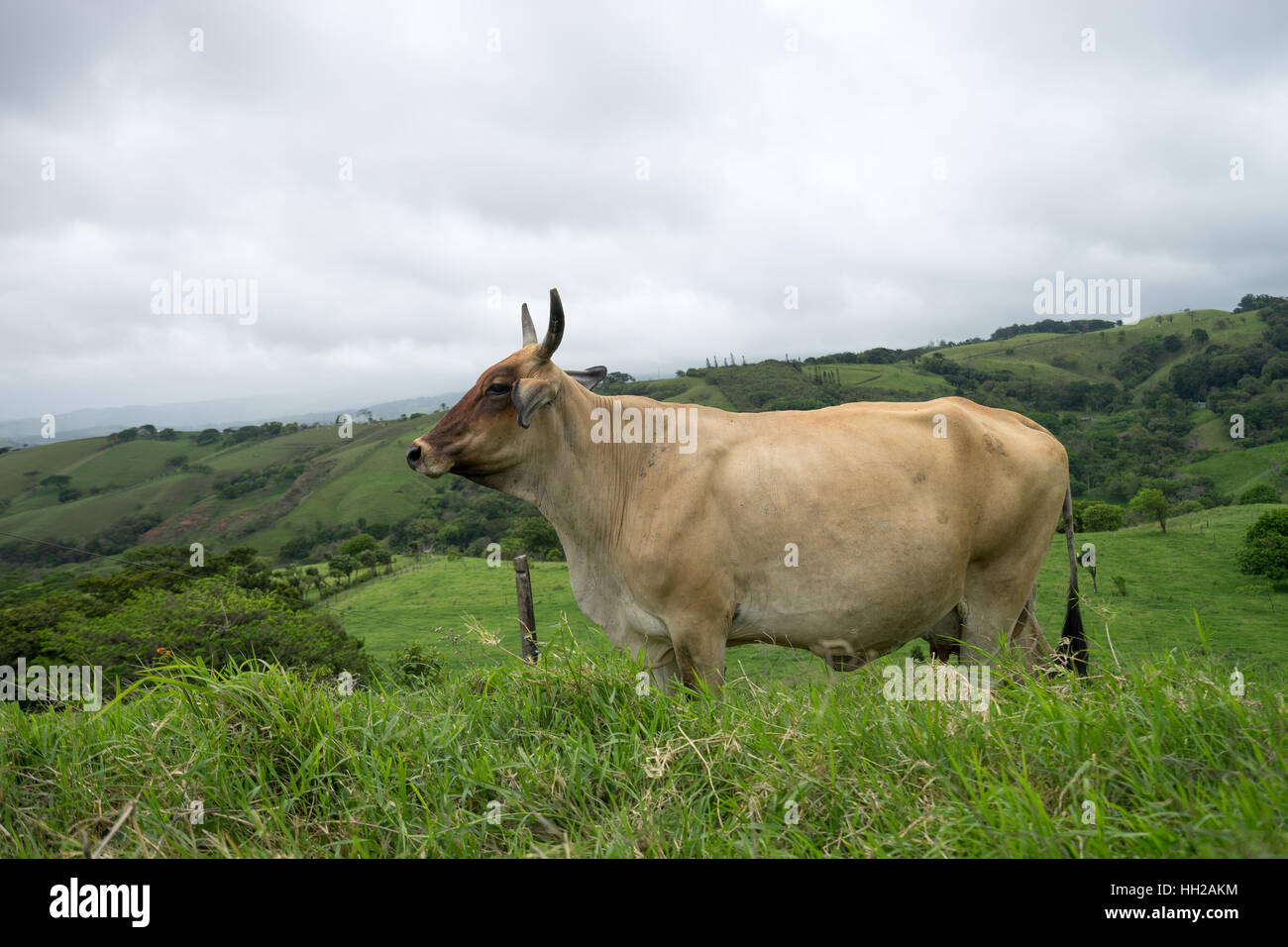cow outdoors in Costa Rica Stock Photo - Alamy