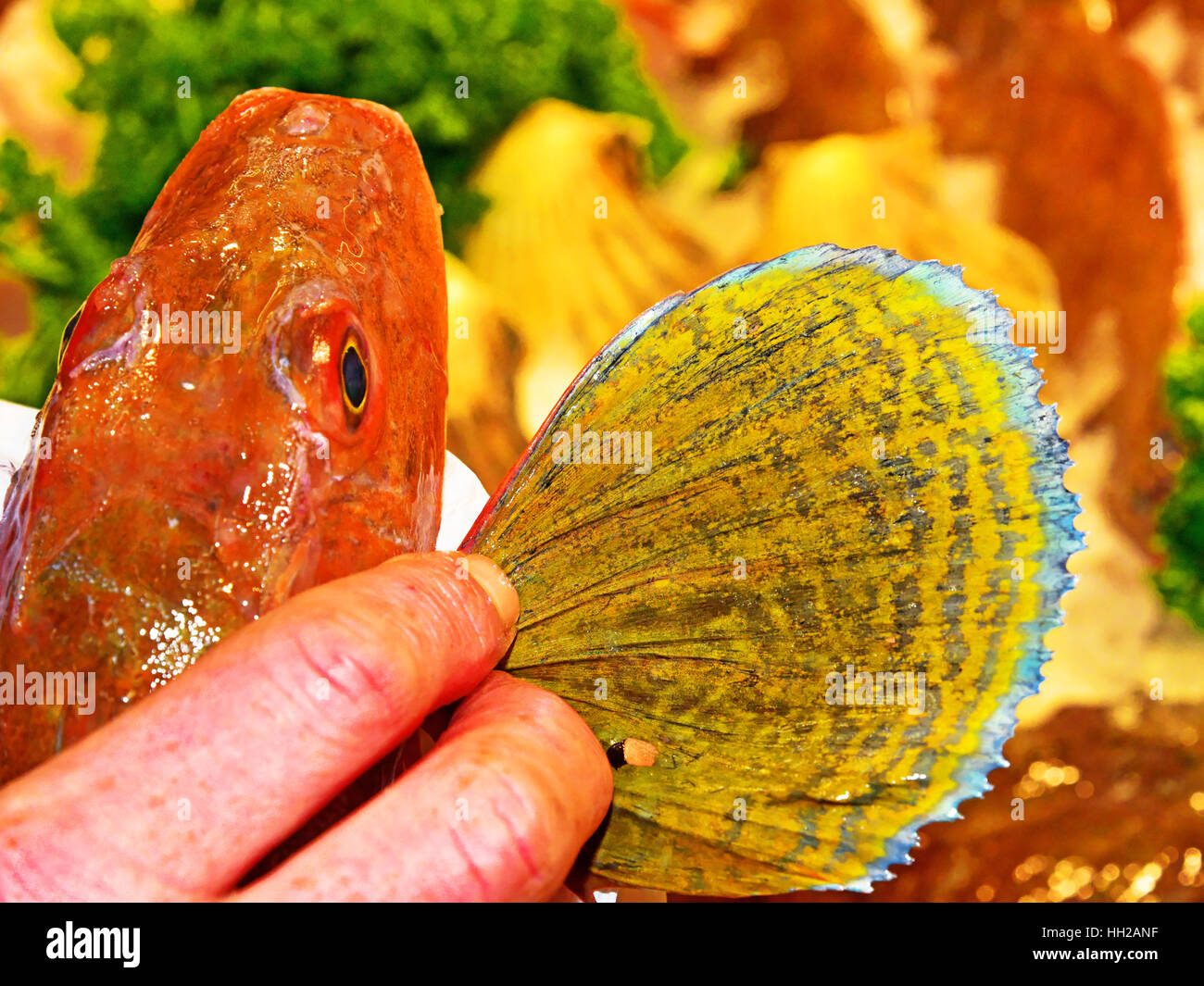 Gurnard fish showing large ventral fin Stock Photo