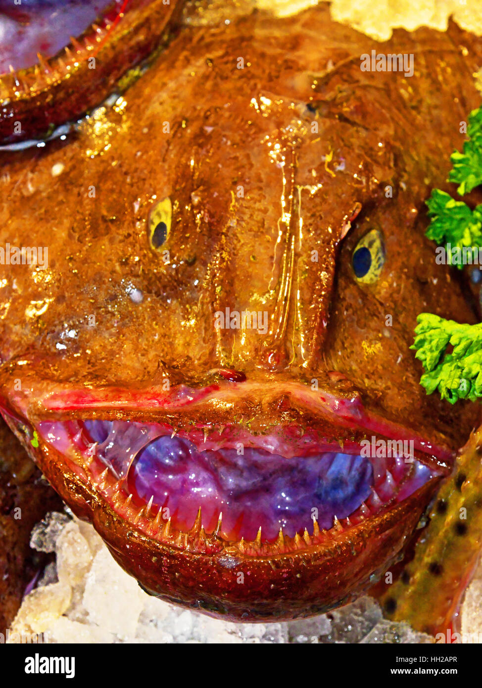 Gruesome sharp toothed Monkfish Stock Photo