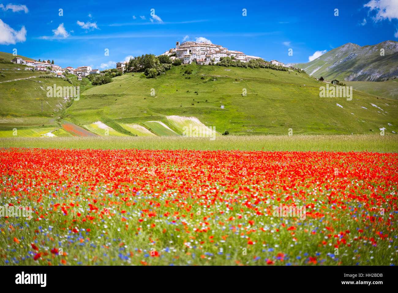 Castelluccio in a blooming field of poppies, Italy Stock Photo