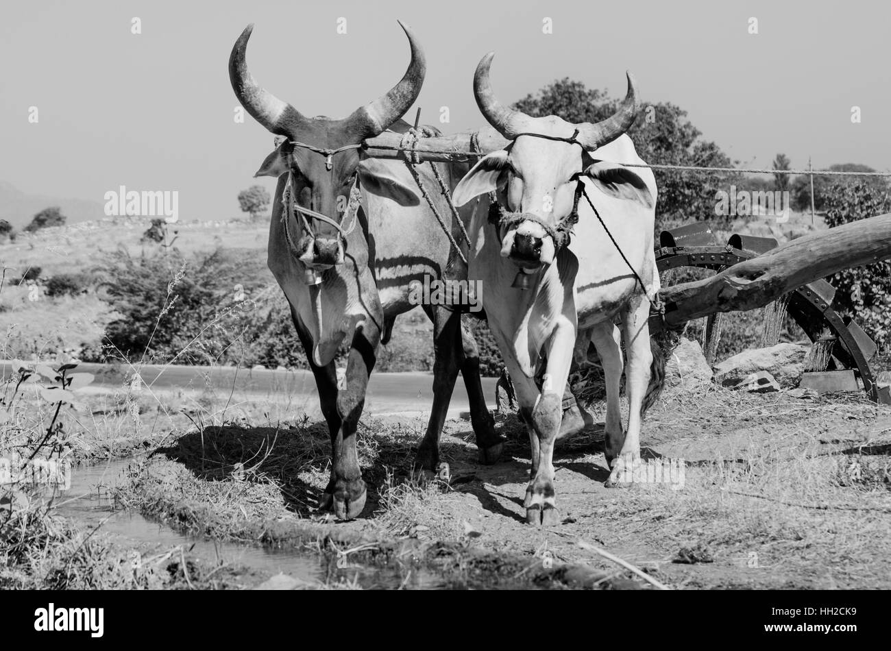 Ancient water-wheel in rural Gujarat, India. Irrigation water for crops was provided by using water raising wheels. Stock Photo