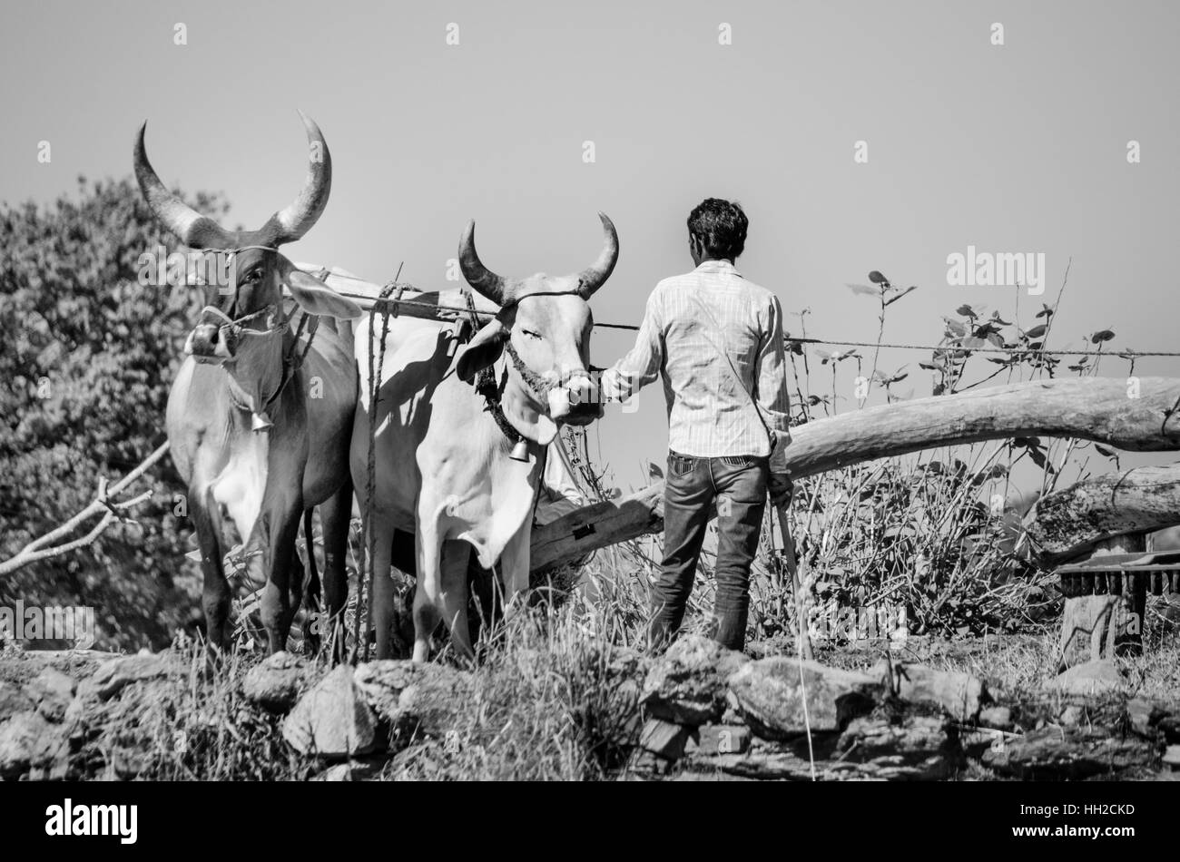 Ancient water-wheel in rural Gujarat, India. Irrigation water for crops was provided by using water raising wheels. Stock Photo