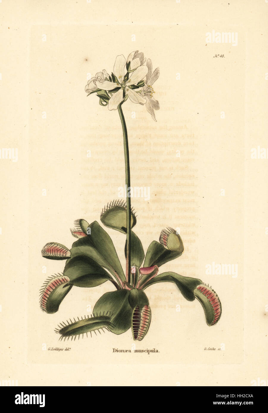 Venus flytrap, Dionaea muscipula. Vulnerable. Handcoloured copperplate engraving by George Cooke after George Loddiges from Conrad Loddiges' Botanical Cabinet, Hackney, 1817. Stock Photo