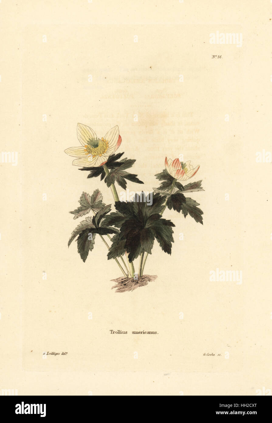 American globeflower, Trollius laxus (Trollius americanus). Handcoloured copperplate engraving by George Cooke after George Loddiges from Conrad Loddiges' Botanical Cabinet, Hackney, 1817. Stock Photo