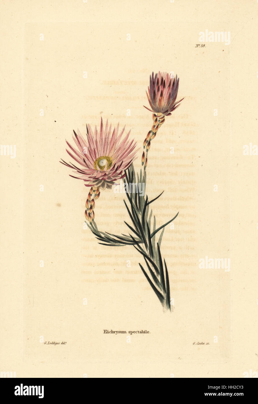 Edmondia pinifolia (Elichrysum spectabile). Handcoloured copperplate engraving by George Cooke after George Loddiges from Conrad Loddiges' Botanical Cabinet, Hackney, 1817. Stock Photo