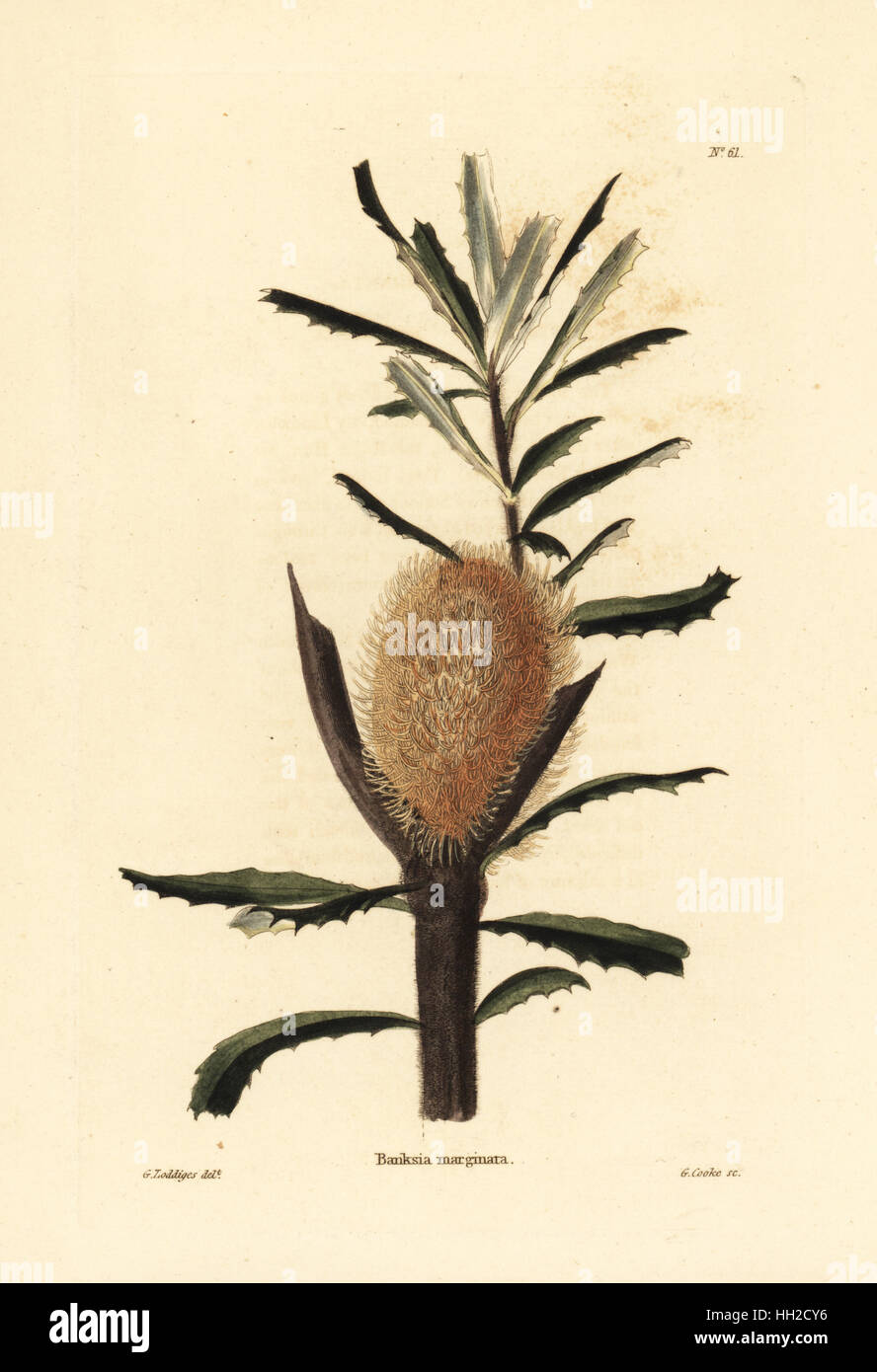 Silver banksia, Banksia marginata. Australia. Handcoloured copperplate engraving by George Cooke after George Loddiges from Conrad Loddiges' Botanical Cabinet, Hackney, 1817. Stock Photo