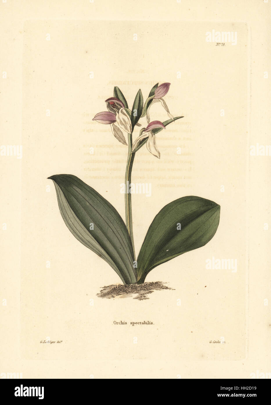 Gay orchis, Galearis spectabilis (Orchis spectabilis). Handcoloured copperplate engraving by George Cooke after George Loddiges from Conrad Loddiges' Botanical Cabinet, Hackney, 1817. Stock Photo