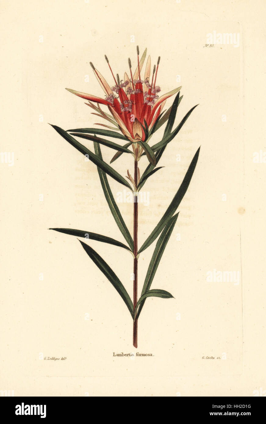 Mountain devil, Lambertia formosa. Handcoloured copperplate engraving by George Cooke after George Loddiges from Conrad Loddiges' Botanical Cabinet, Hackney, 1817. Stock Photo