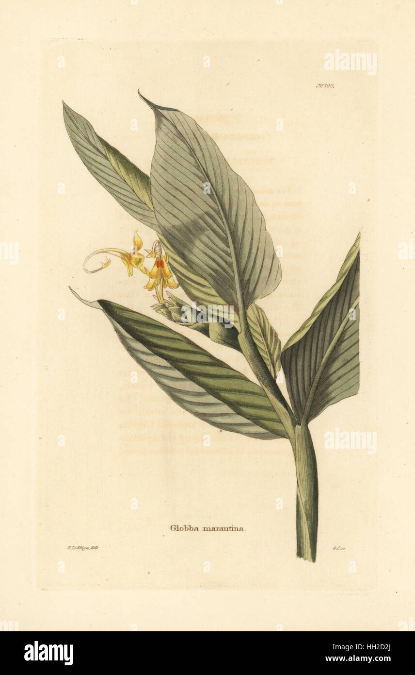 Globba marantina. Handcoloured copperplate engraving by George Cooke after George Loddiges from Conrad Loddiges' Botanical Cabinet, Hackney, 1817. Stock Photo