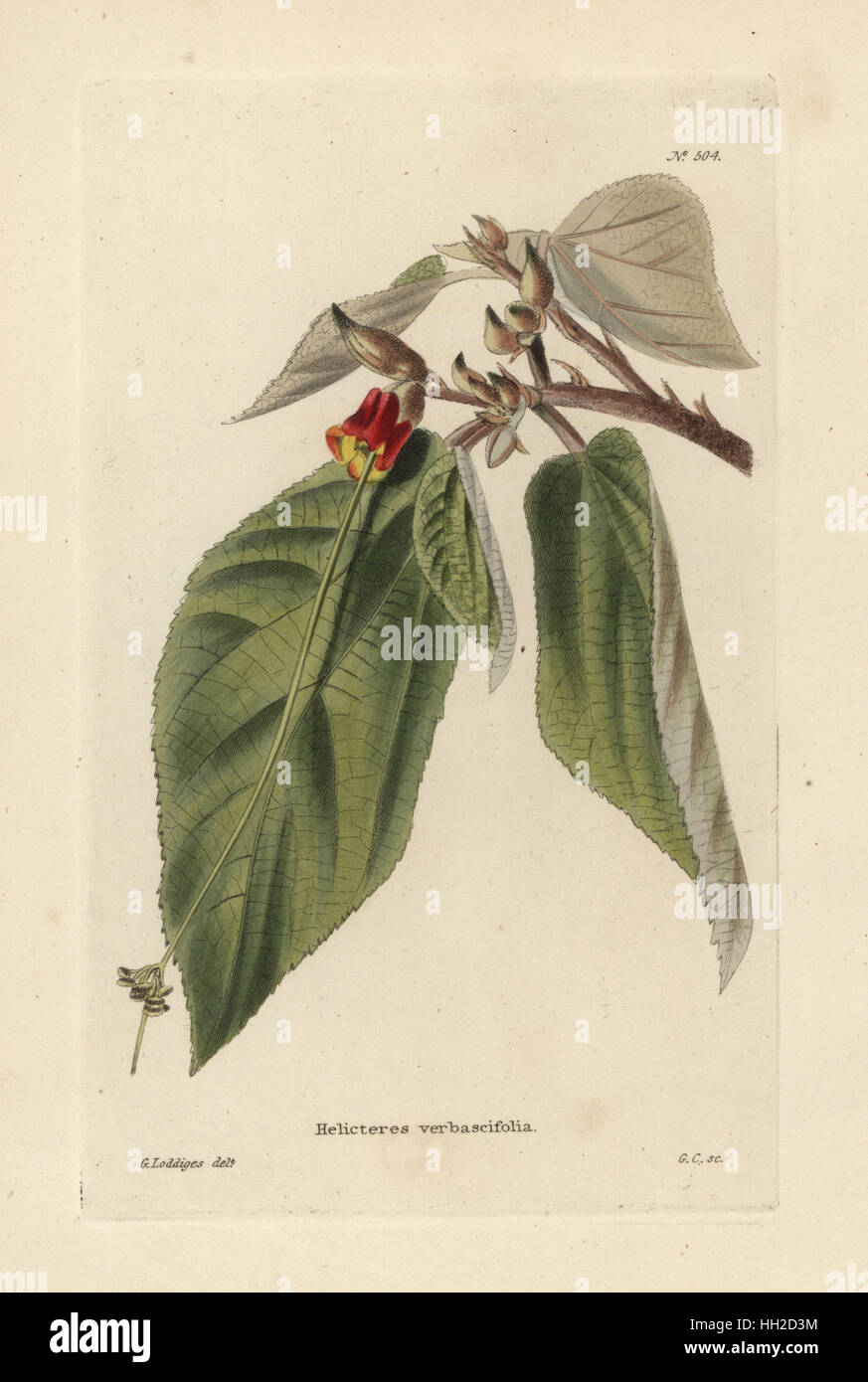 Helicteres ovata (Helicteres verbascifolia). Handcoloured copperplate engraving by George Cooke after an illustration by George Loddiges from Conrad Loddiges' Botanical Cabinet, Hackney, London, 1821. Stock Photo