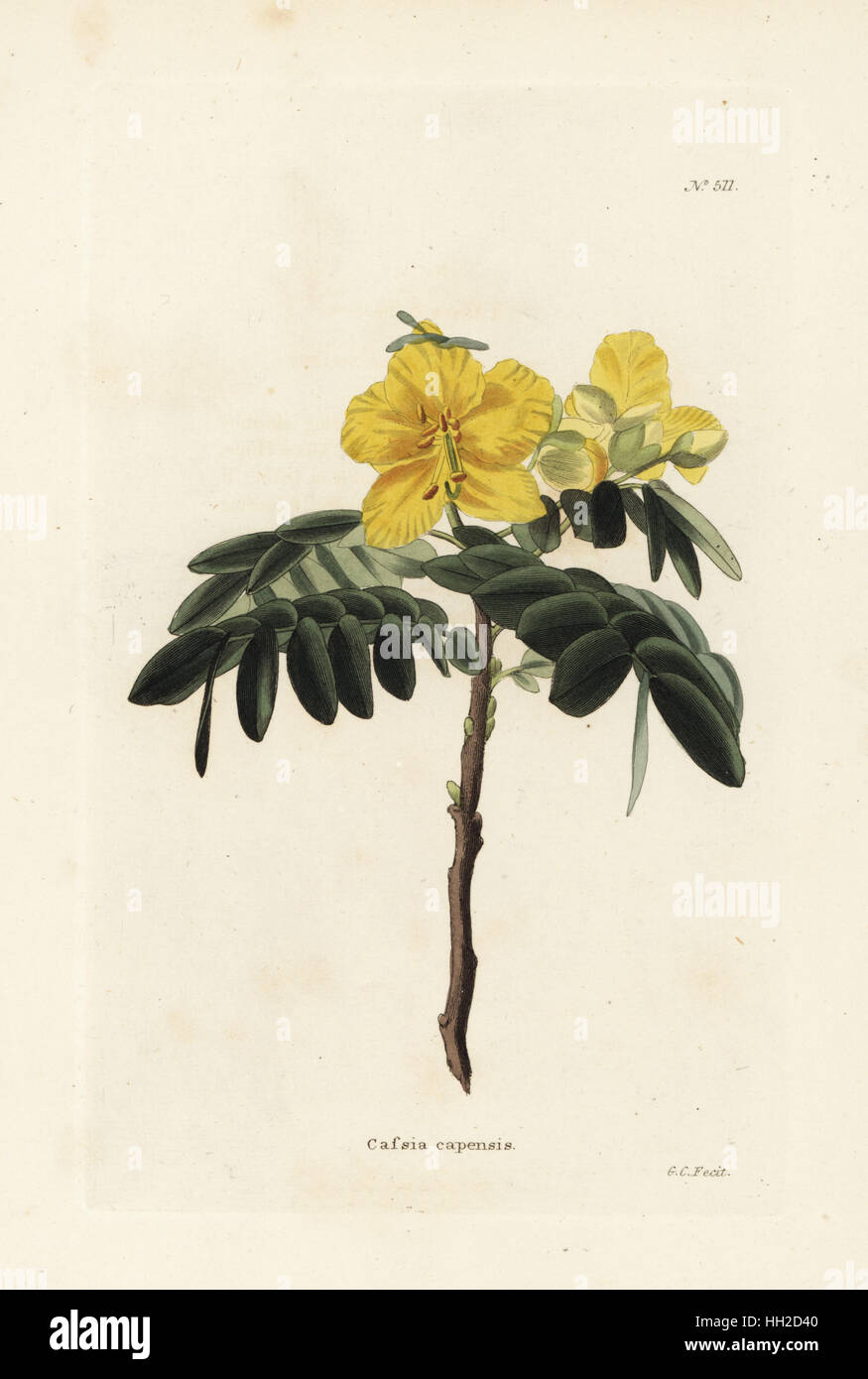 Chamaecrista capensis (Cassia capensis). Handcoloured copperplate engraving by George Cooke from Conrad Loddiges' Botanical Cabinet, Hackney, London, 1821. Stock Photo
