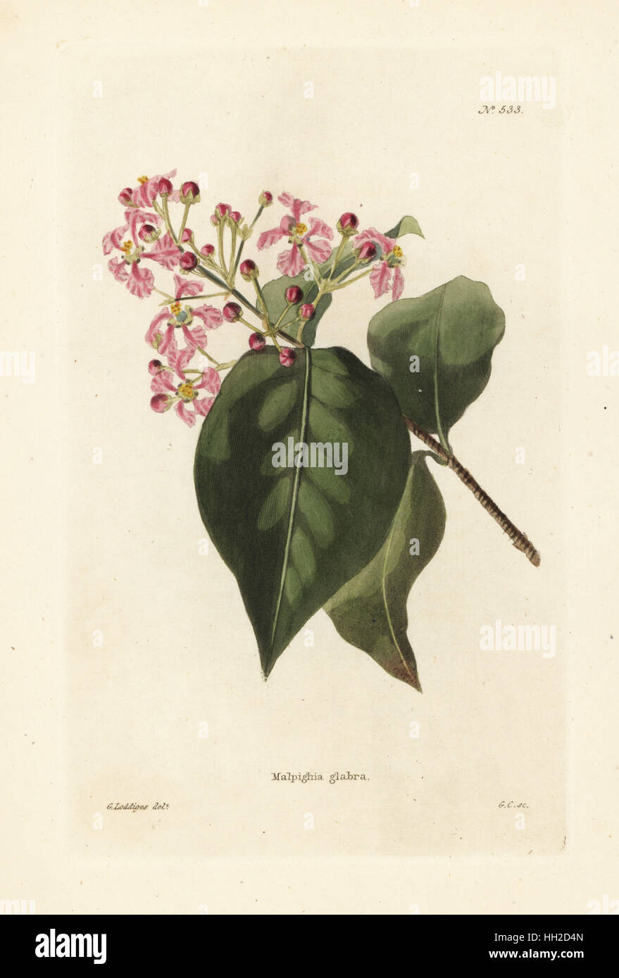 Malpighia glabra. Handcoloured copperplate engraving by George Cooke after an illustration by George Loddiges from Conrad Loddiges' Botanical Cabinet, Hackney, London, 1821. Stock Photo