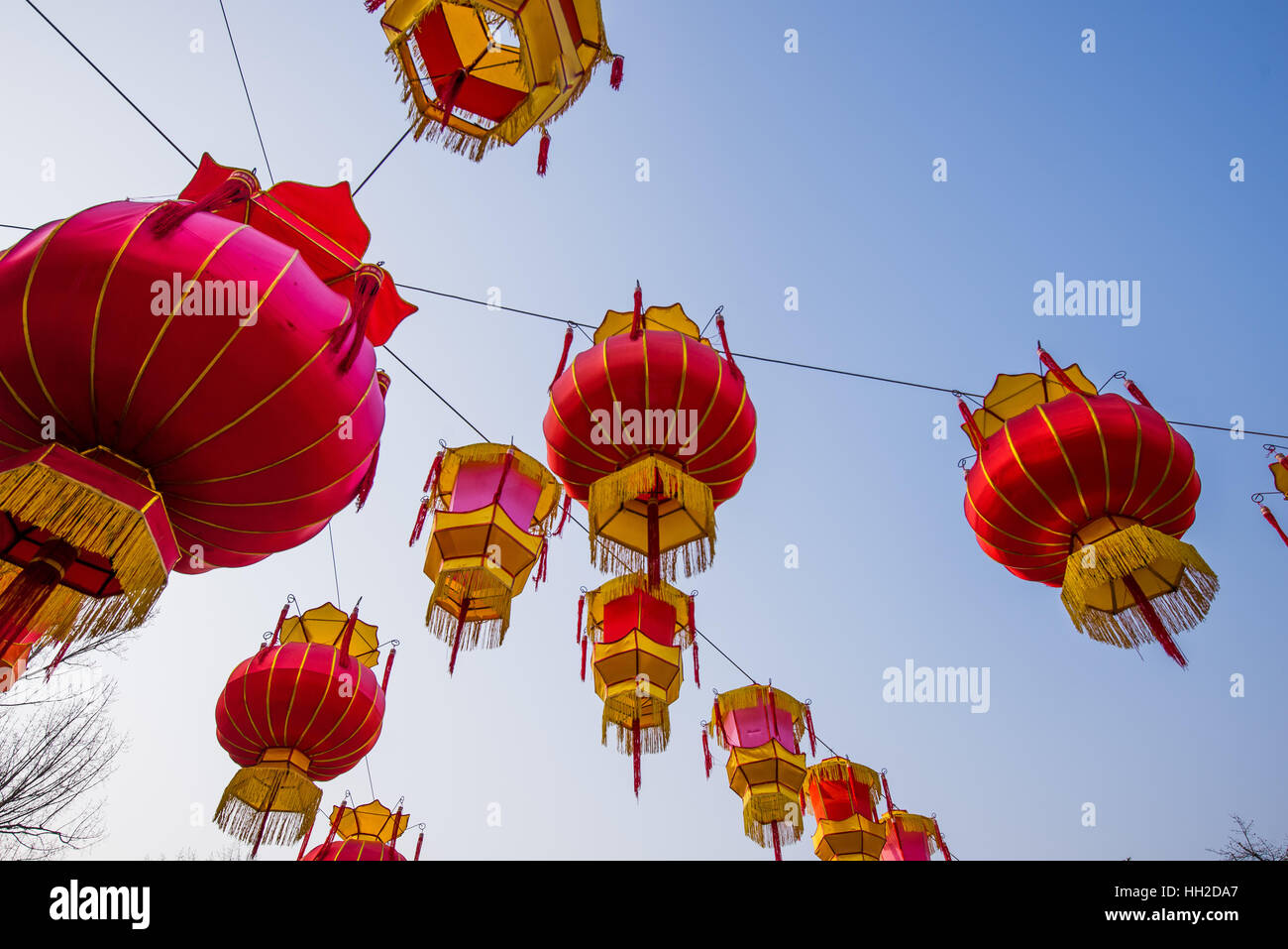 Traditional Chinese Red Lantern Hanging On Tree, celebrating New Year ...