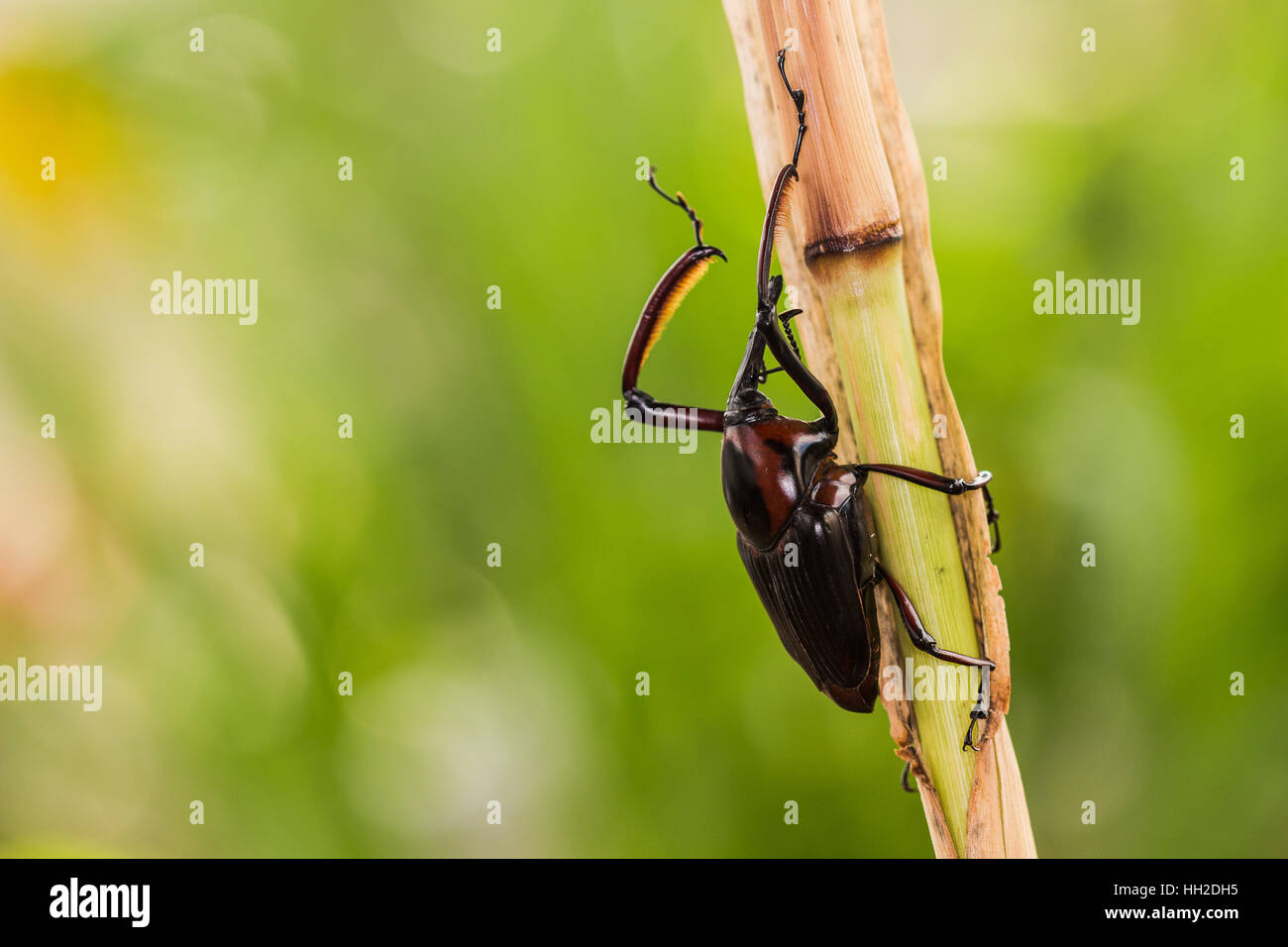 Snout Beetle eating on the plant Stock Photo