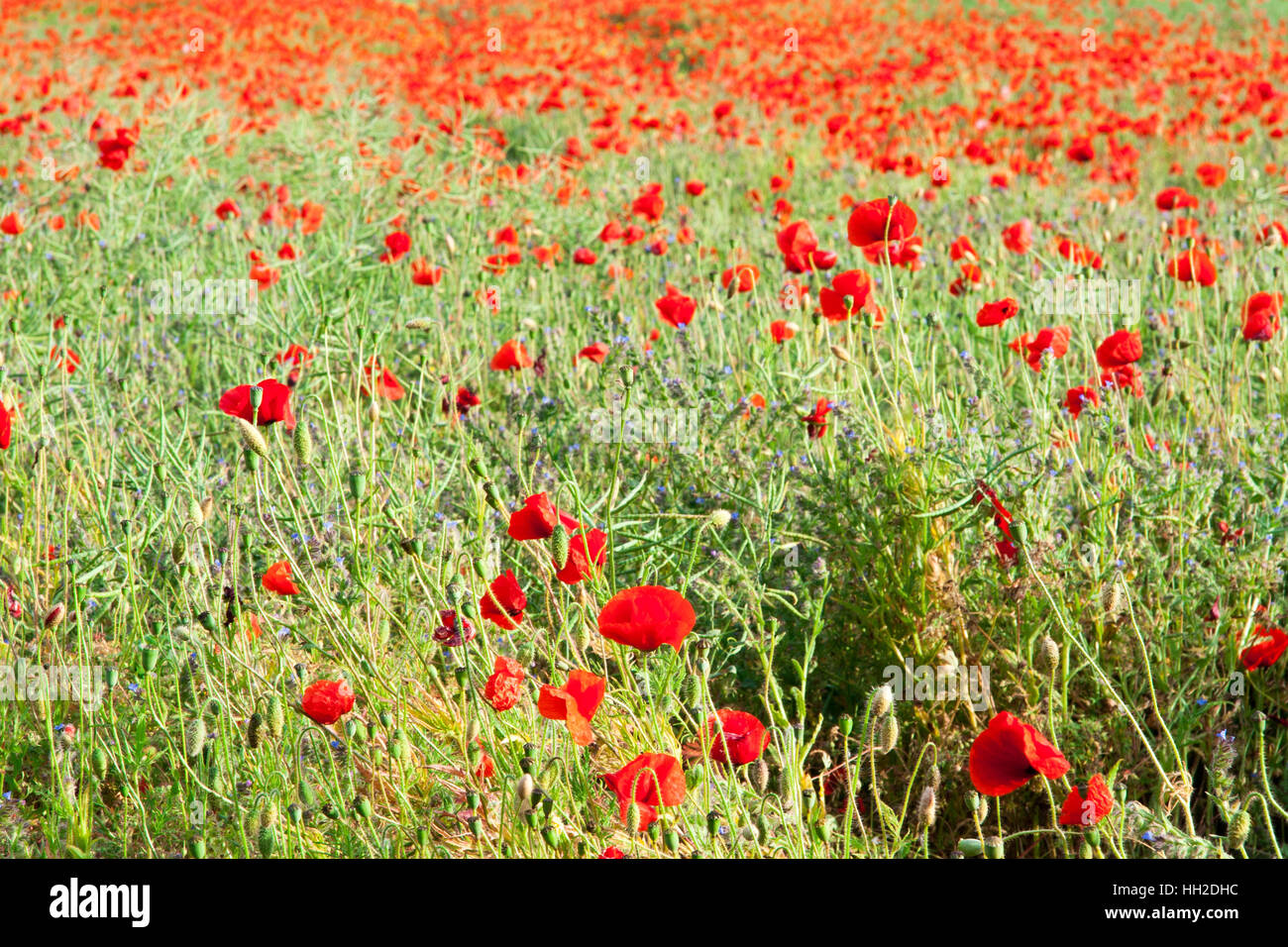 A poppy field Stock Photo - Alamy