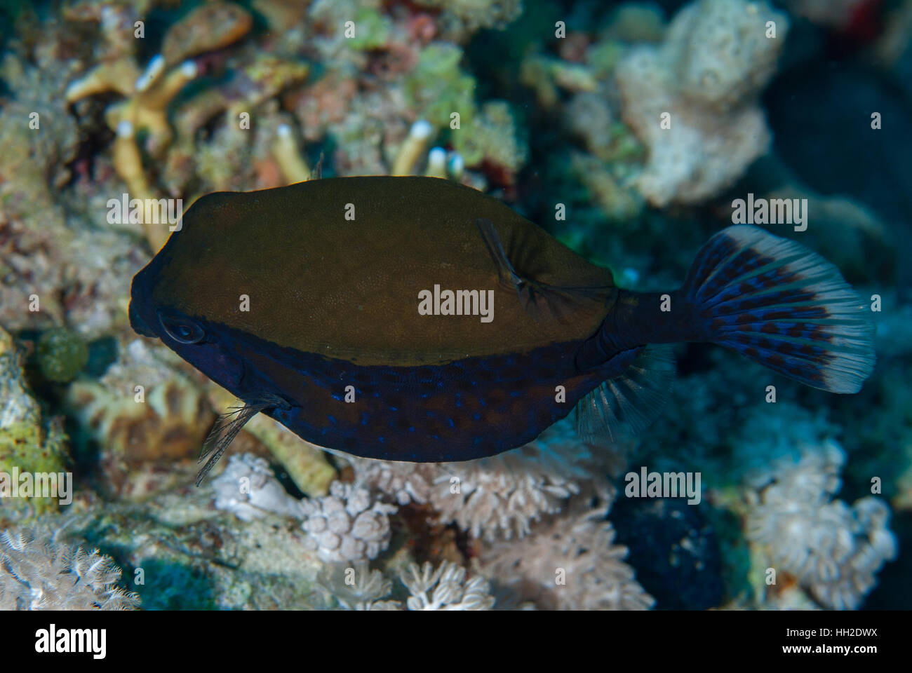 Blutail trunkfish, Ostracion cyanurus, Ostraciidae, Sharm el-Sheikh, Red Sea, Egypt Stock Photo