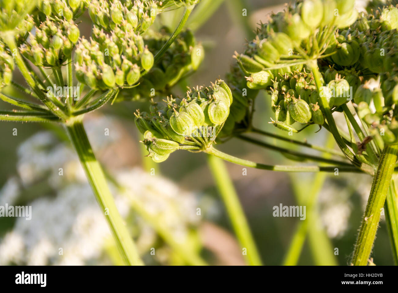 Cow Parsley Buds Stock Photo Alamy