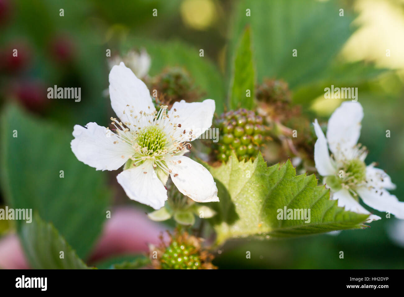 Blackberry Flowers High Resolution Stock Photography and Images Alamy