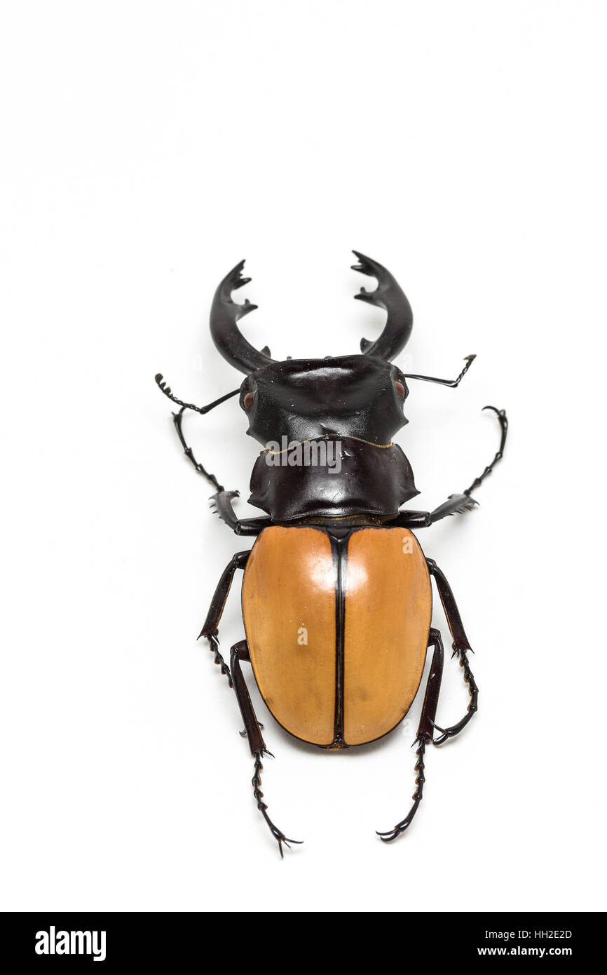 LUCANIDAE ODONTOLABIS SIVA from THAILAND COLEOPTERA