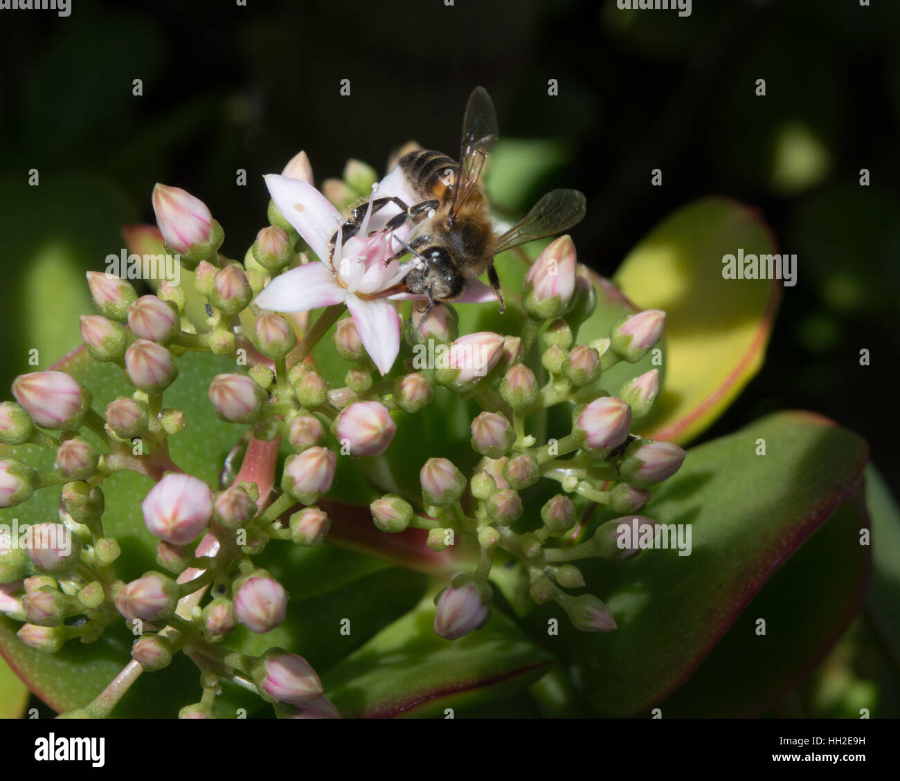 A Honeybee collecting pollen from a Jade Plant Stock Photo