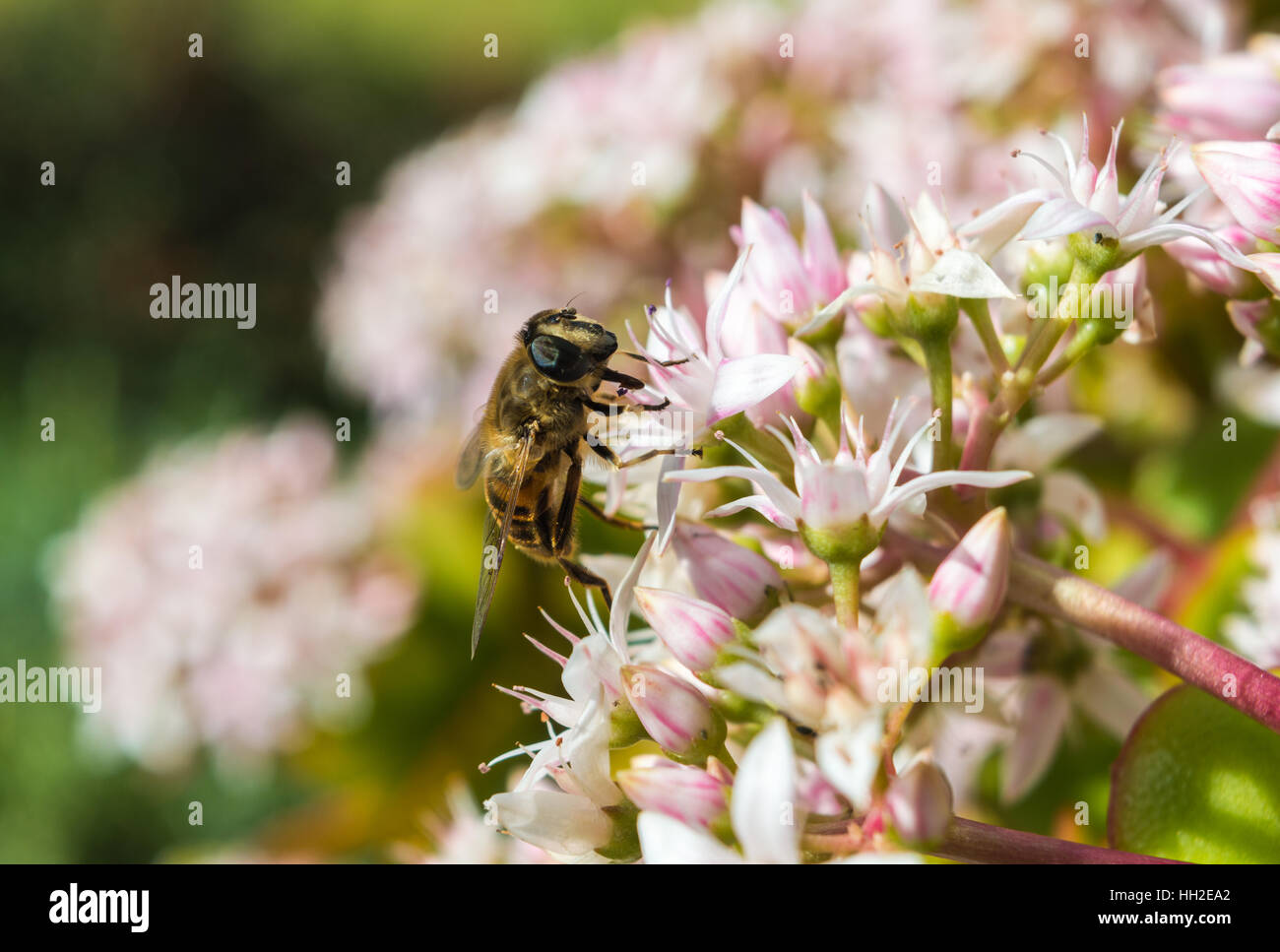 Honeybee on a Jade Plant in Maderia Stock Photo