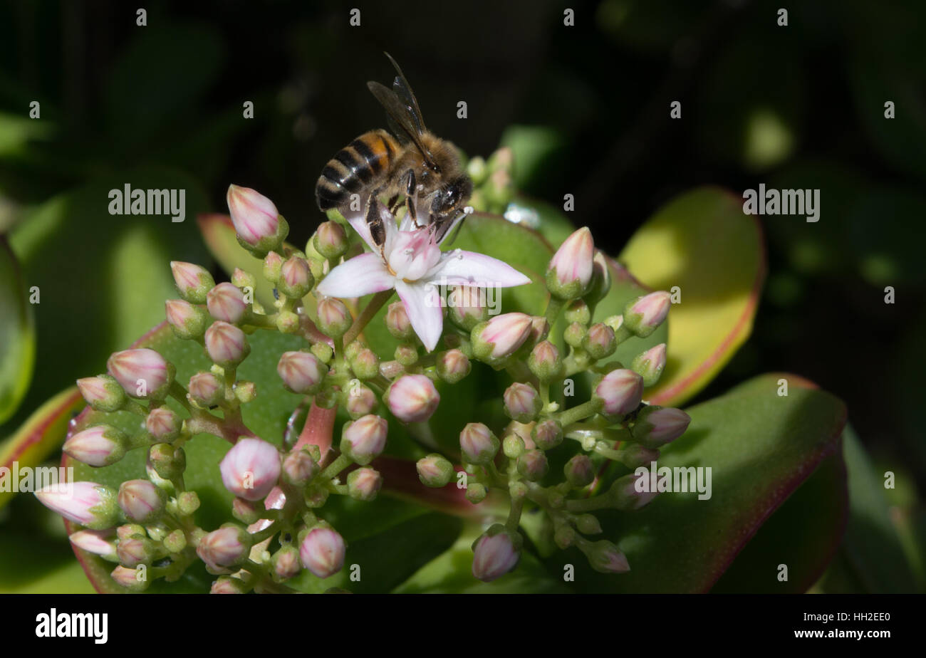 A Honeybee on a Jade Plant Stock Photo