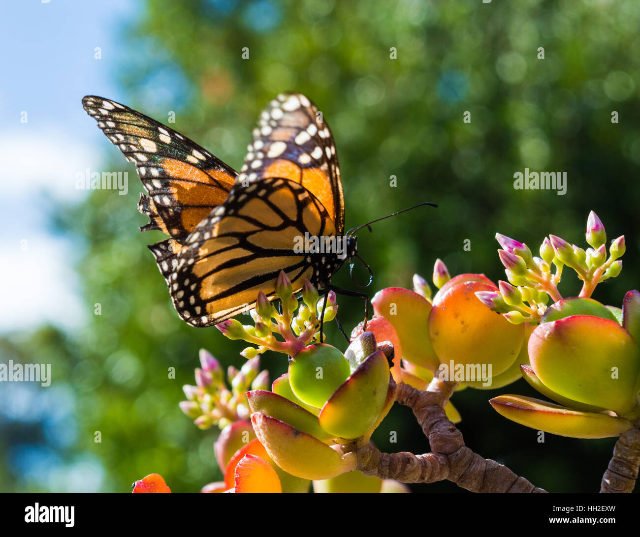 Monach Butterfly Sitting on a Jade Plant Stock Photo