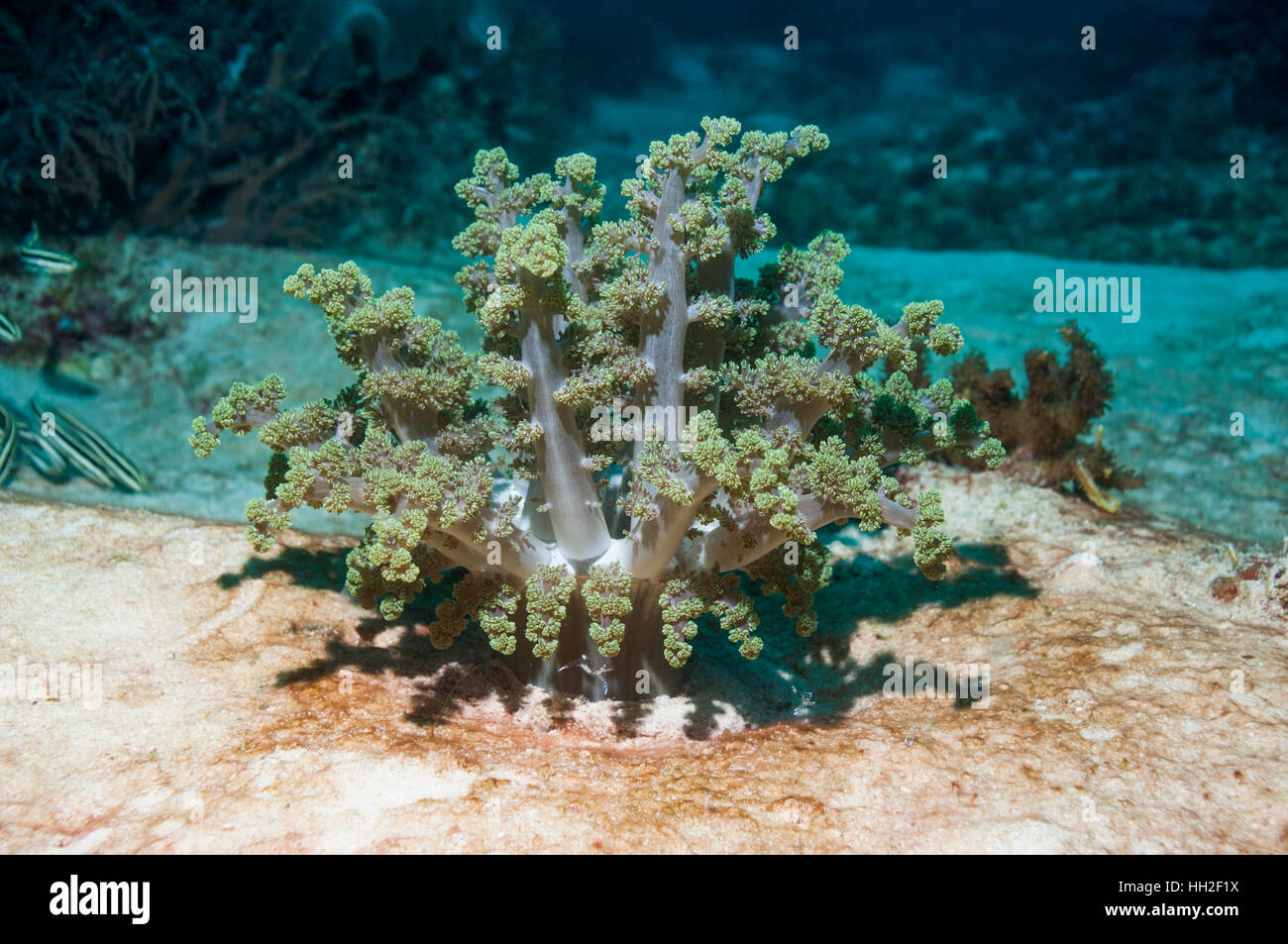 Branching anemone [Actinodendron glomeratum].  Cebu, Malapascua, Philippines. Stock Photo