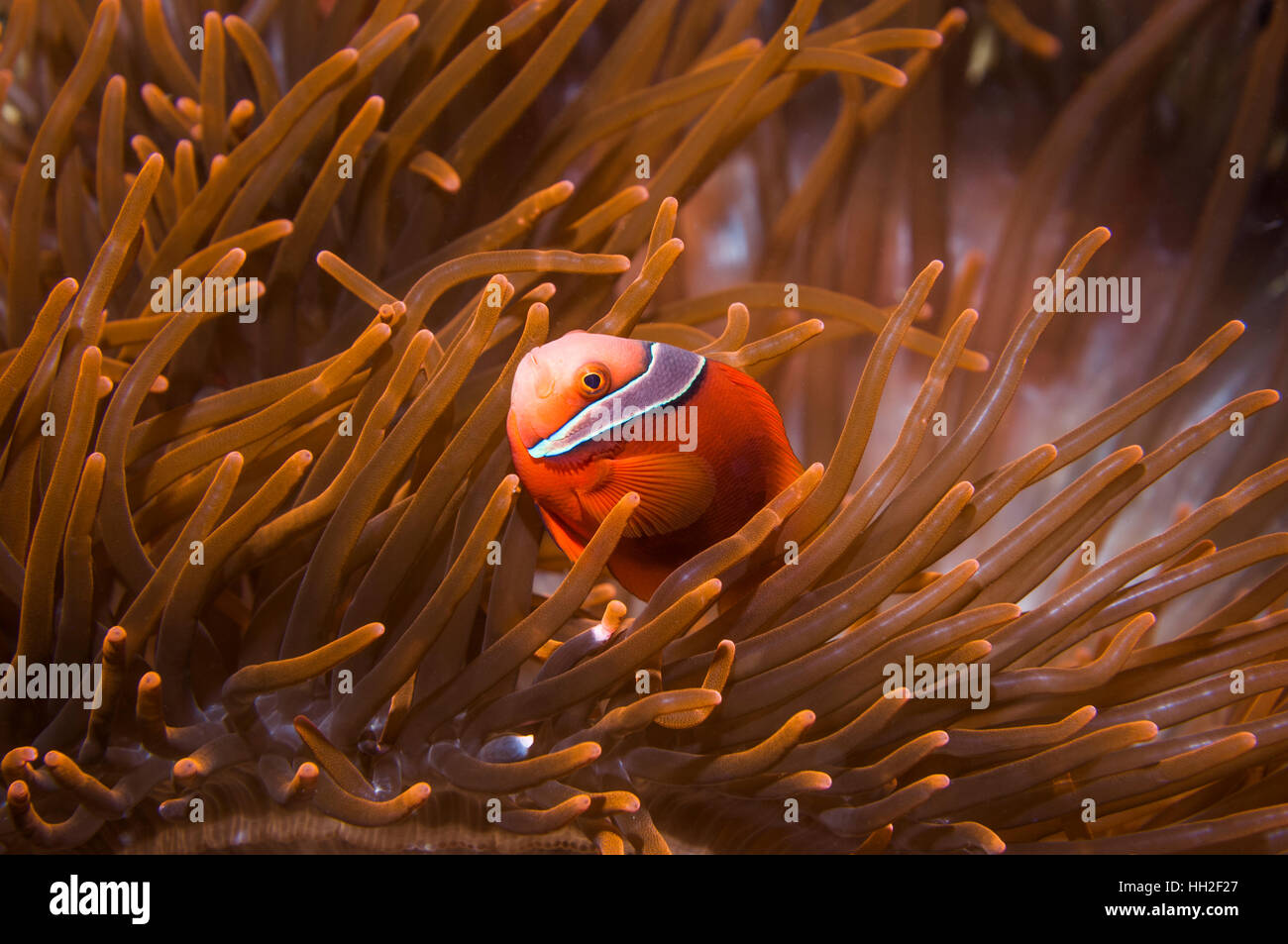 Spinecheek anemonefish [Premnas biaculatus].  Cebu, Malapascua Island, Philippines. Stock Photo