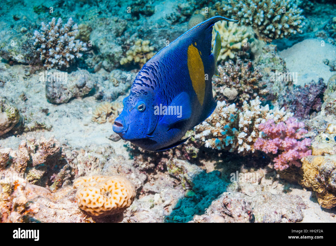 Yellowbar angelfish [Pomacanthus maculosus].  Egypt, Red Sea. Stock Photo