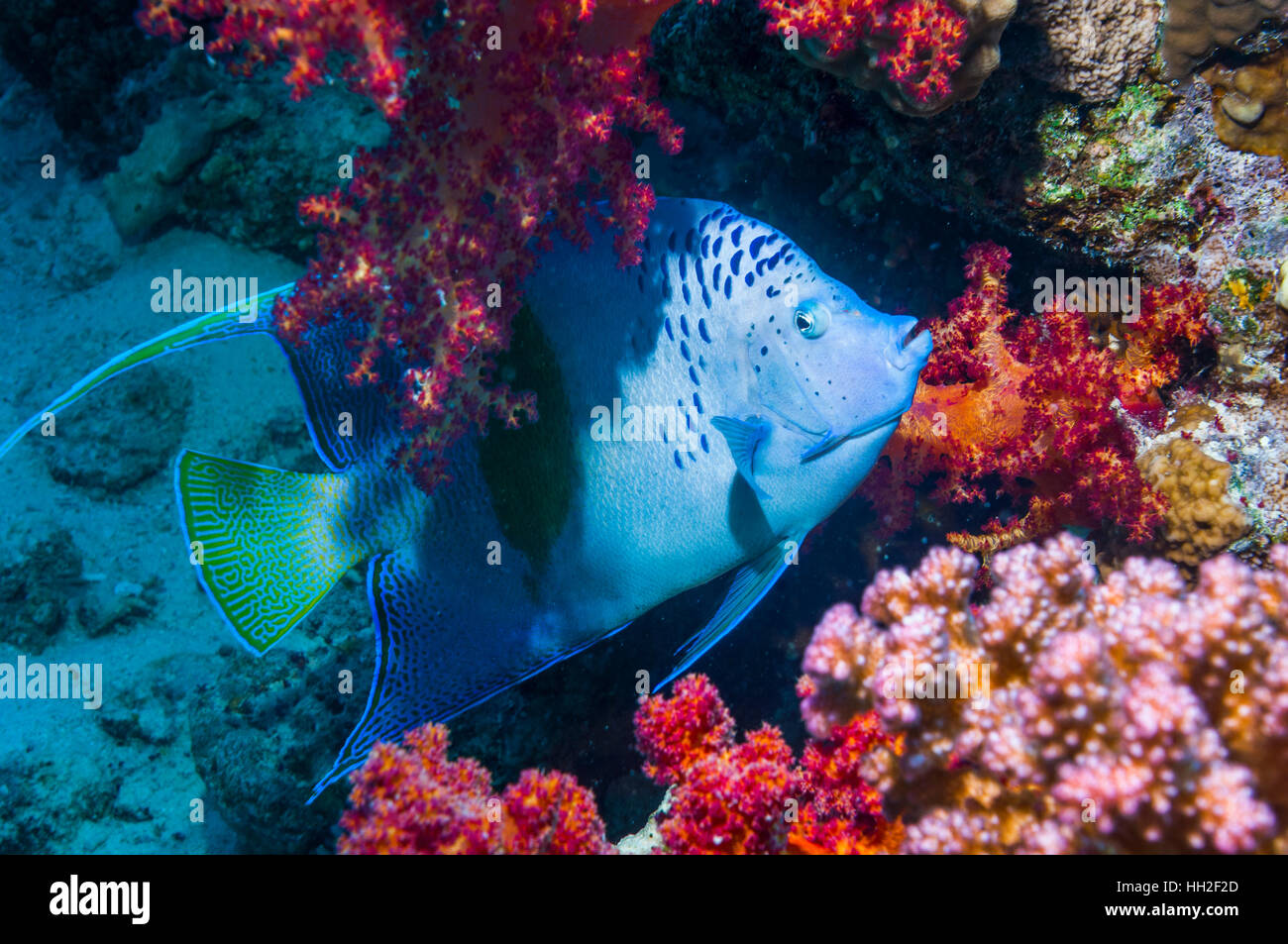 Yellowbar angelfish [Pomacanthus maculosus].  Egypt, Red Sea. Stock Photo