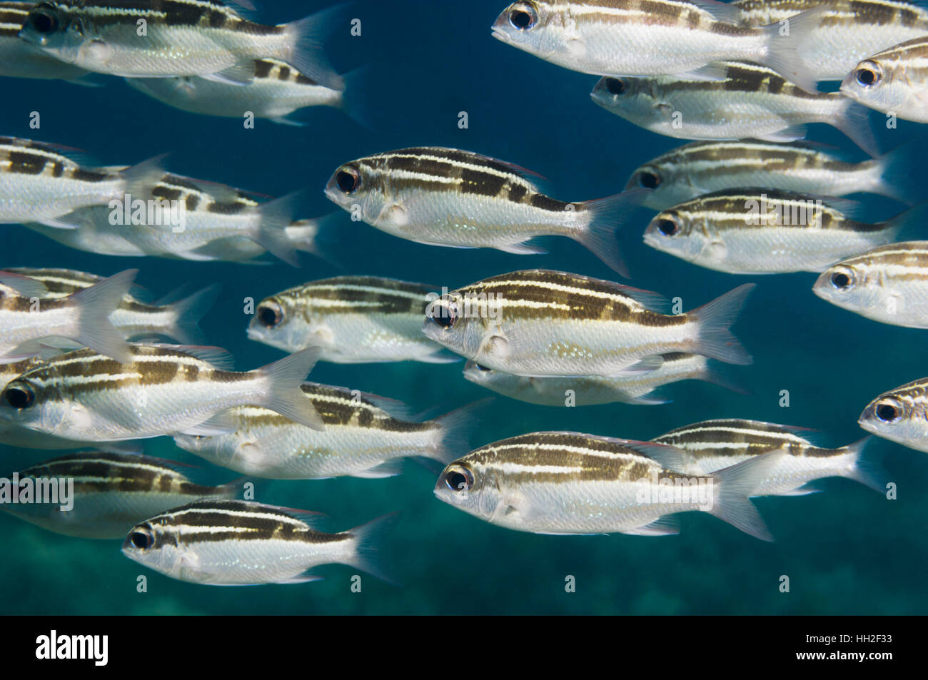Striped monocle bream or Spinecheek [Scolopsis lineata].  Indonesia. Stock Photo