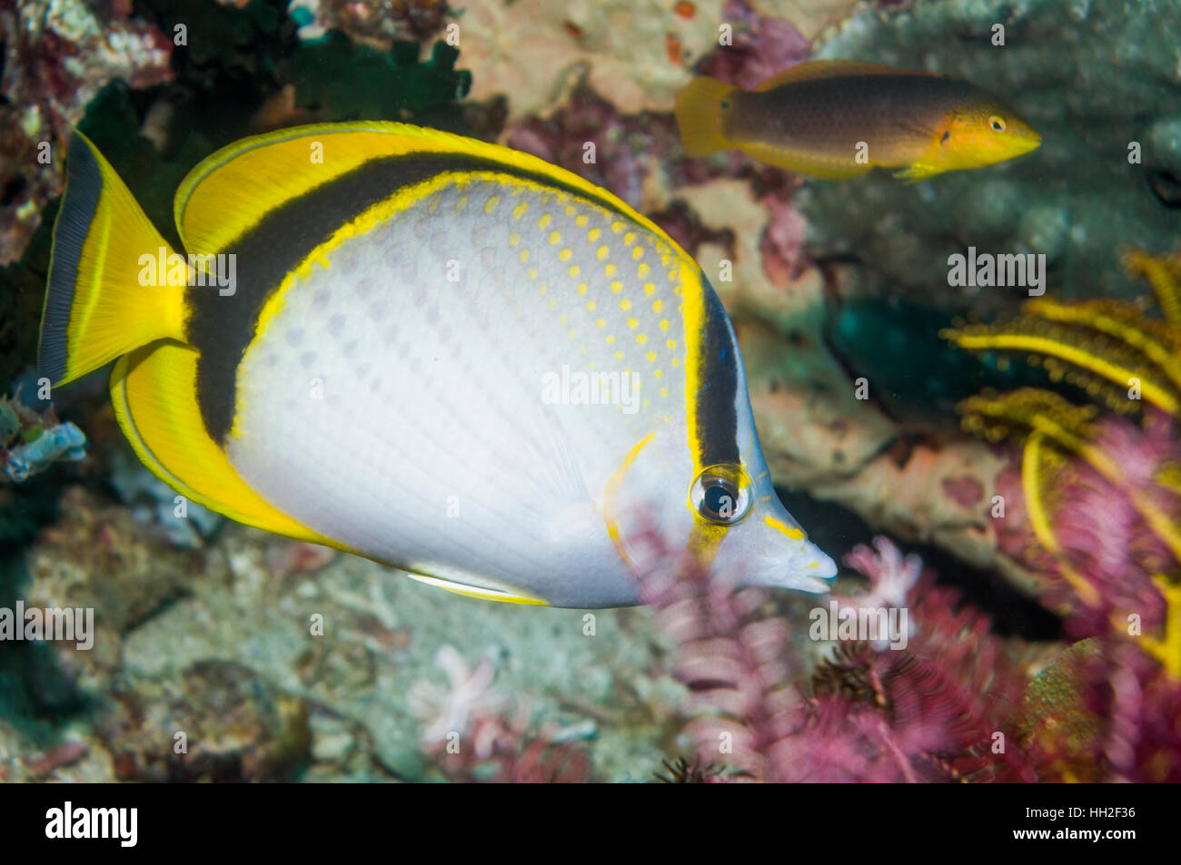 Yellow dotted butterflyfish [Chaetodon selene].  Indonesia.  Indo-Pacific. Stock Photo