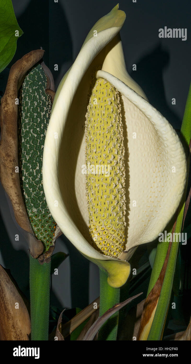 philodendron hederaceum lime Philodendron hederaceum 'Lime' ('Neon') – Foliage Factory main image 1