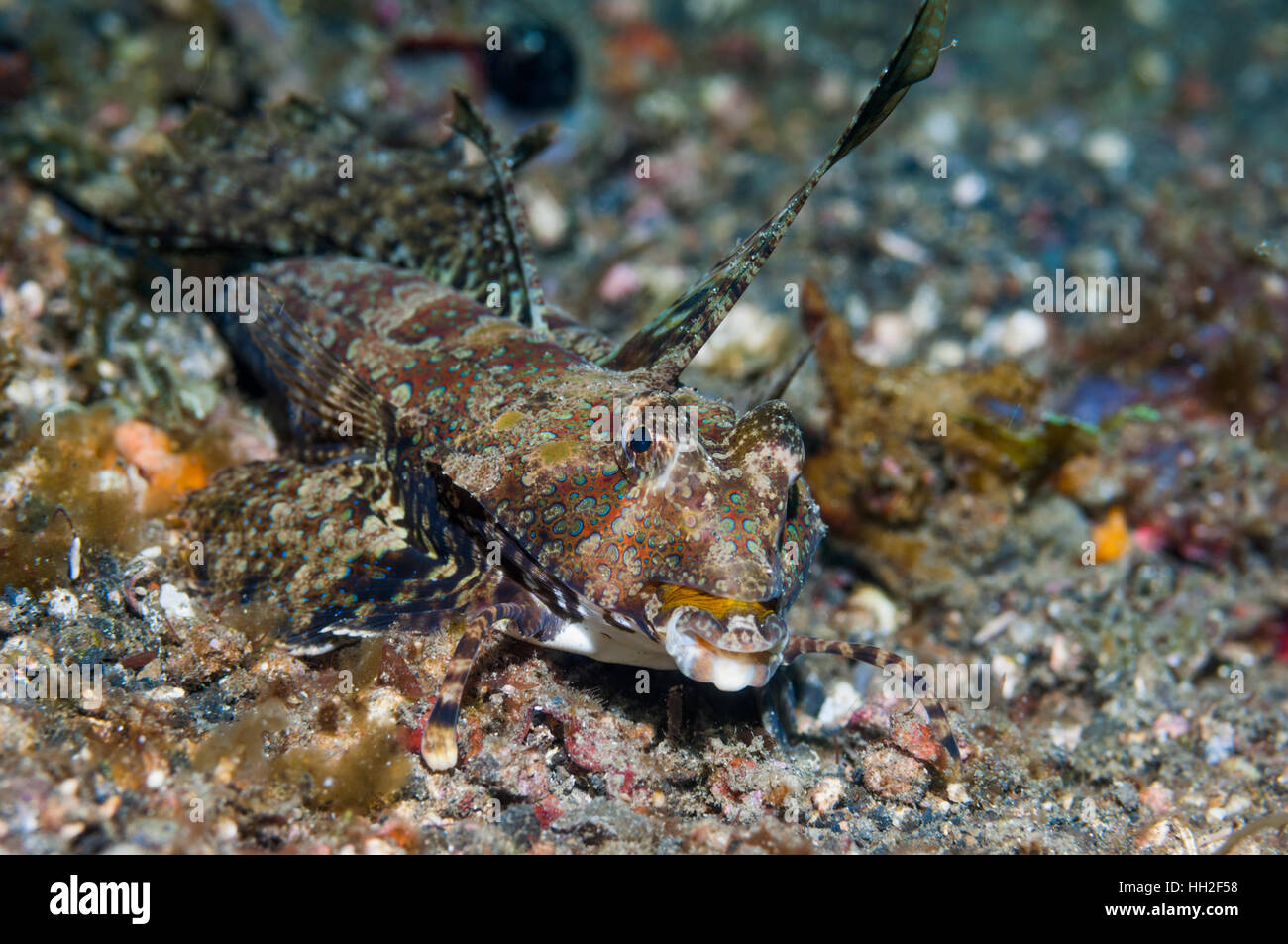 Dragonet [Synchiropus sp.]  Lembeh Strait, North Sulawesi, Indonesia. Stock Photo